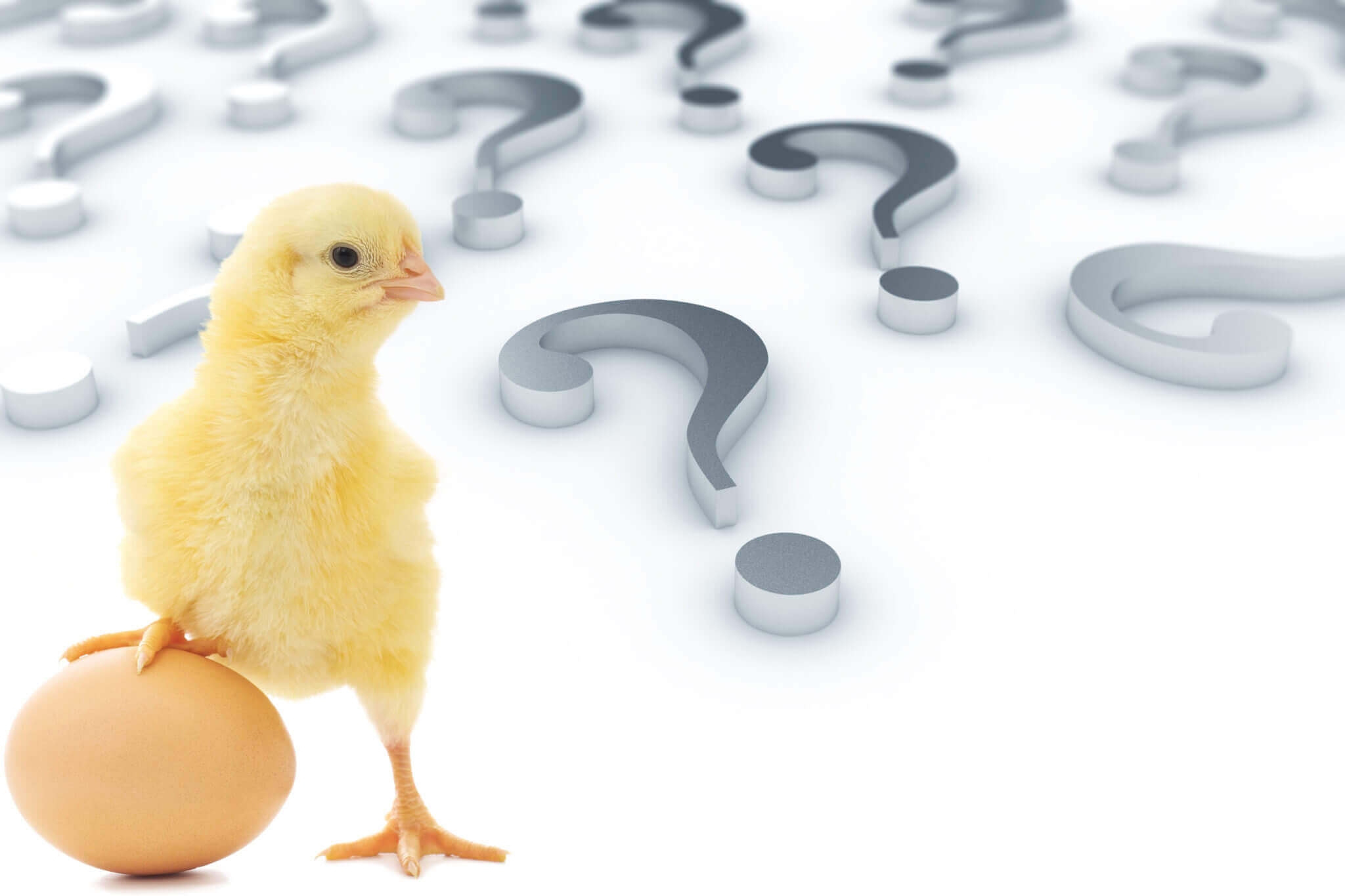 Which Came First Chicken Or The Egg Revenue Or Marketing 