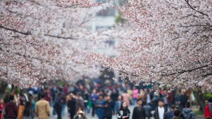 Chinese people walking around near tress with blossom symbolising new growth in travel and hotel recovery