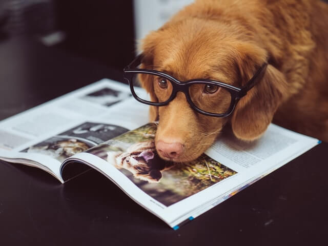 dog with a magazine as if he was looking for a hotel to go on holiday