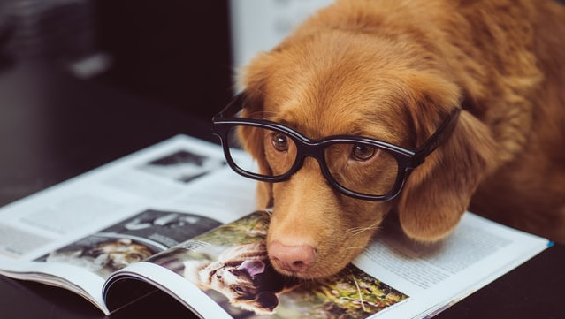 dog laying on magazine reflecting increase in pet friendly stays