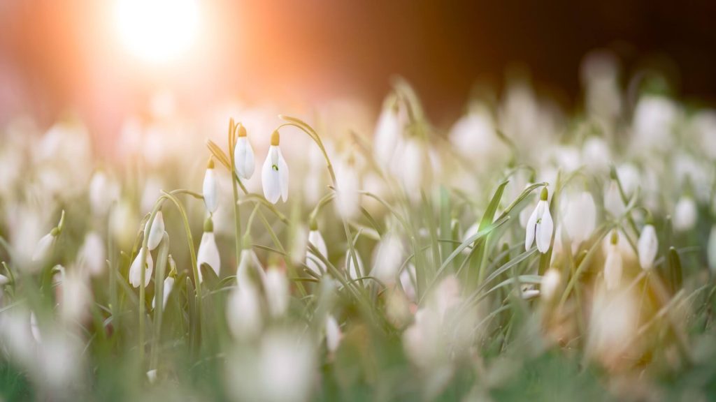 snowdrops reflecting springtime and why it is a good period to check if your hotel pricing and bookings are ahead of last year