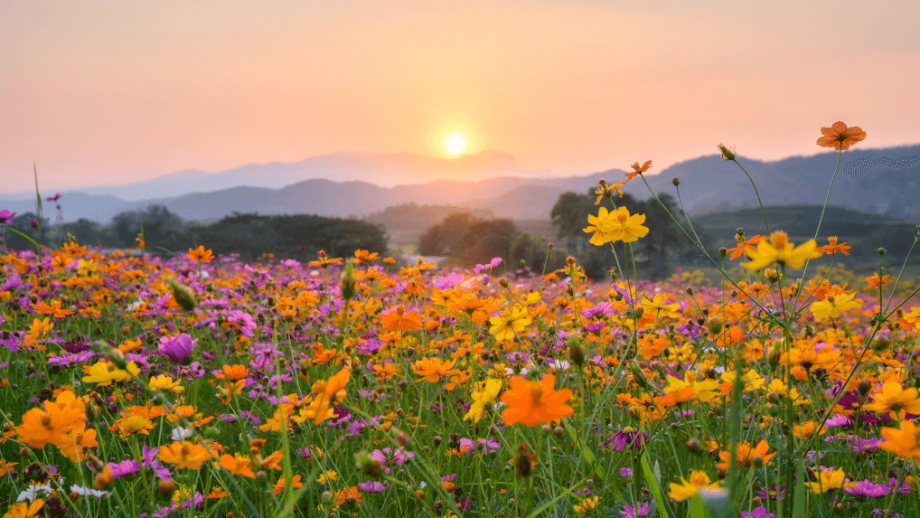 flowers in spring reflecting the opportunity to boost direct bookings with creative seasonal strategies